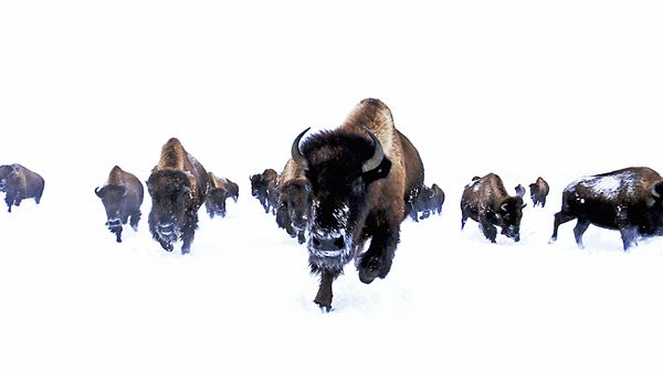 Blackfeet Indian Reservation (1/8/2026 - Credits: Jim Ward)
