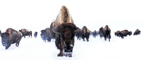 Blackfeet Indian Reservation (1/8/2026 - Credits: Jim Ward)